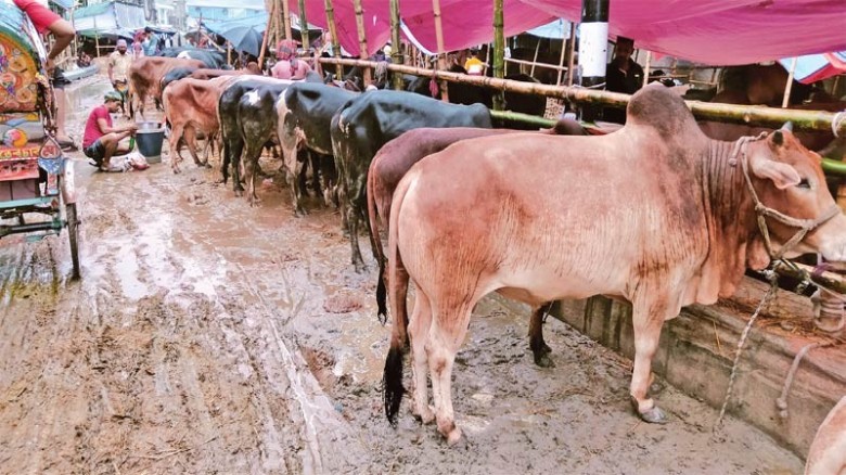 সিটি করপোরেশন এলাকায় কোরবানির পশুর হাট ২২টি