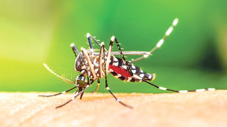 মশা নিধনে দিনে তিনবার ওষুধ দেবে ডিএনসিসি